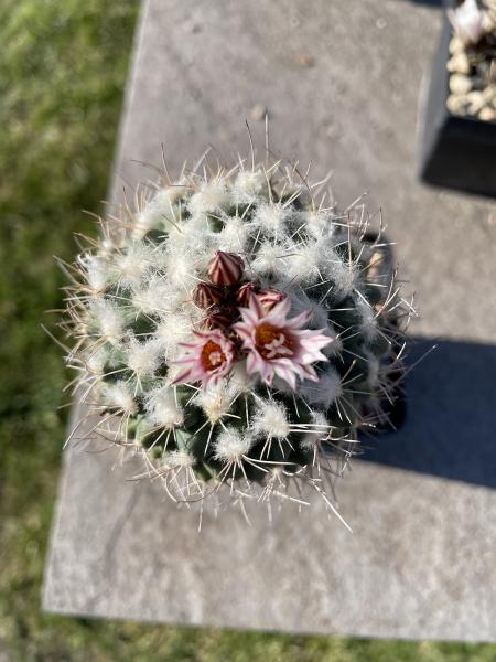 Turbinicarpus hoferi